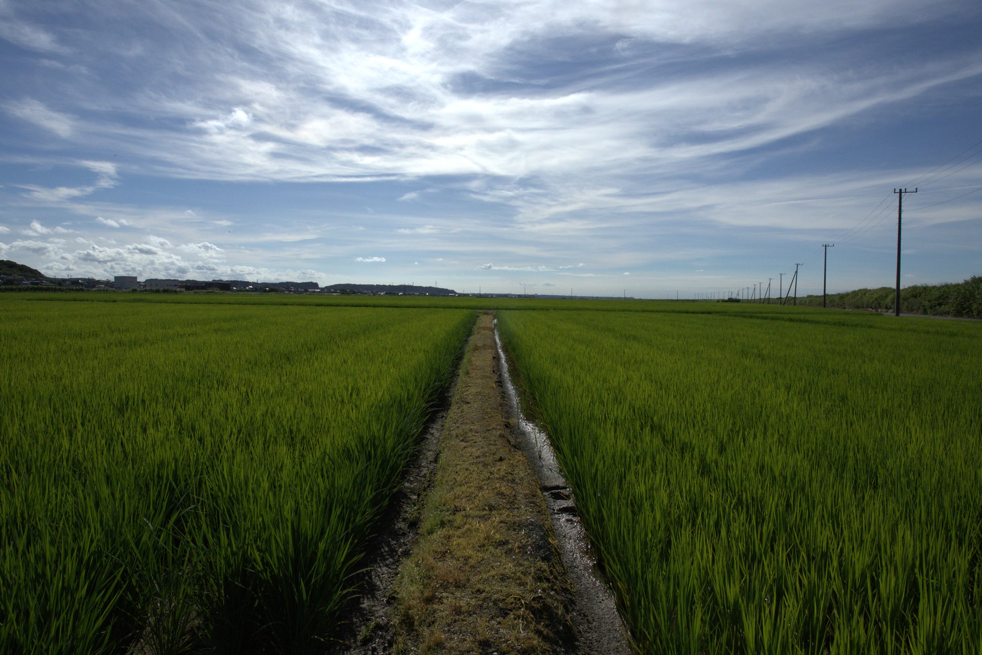 一面の水田と用水路 まっすぐ抜ける里の道 ロケ地 千葉県東庄町